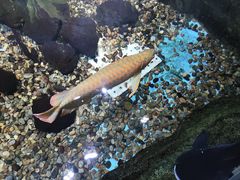 -萌宠奇缘(荣鼎店)