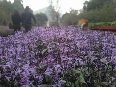 -南山植物园
