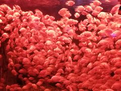 -太平洋海底世界