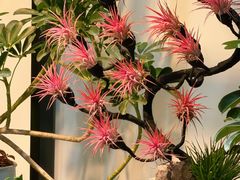 -溪岸路花鸟市场