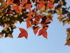 -上海共青森林公园