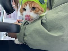 -爱洗澡的猫(望京店)