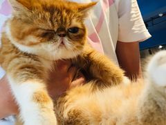 -瞄一喵猫咖(格力海岸店)