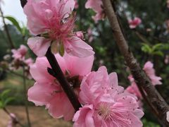 -南国桃园旅游度假区