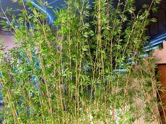 -新紫霞养生·影院足道·SPA(金山区店)