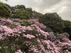 -梧桐山风景名胜区