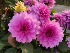 -中共上海市委党校 上海行政学院