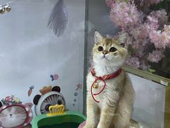 -糯米喵星人总部直营旗舰店·猫舍·幼猫出售