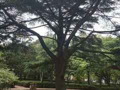 -八大关景区