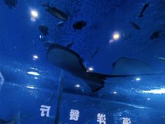 -石家庄极地海洋世界