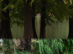 -中国科学院华南植物园