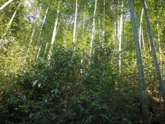 -江南天池