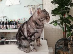 -平行世界·猫咖(首经贸店)