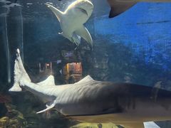 -烟台海昌鲸鲨海洋公园