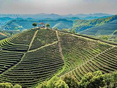 -龙坞茶村