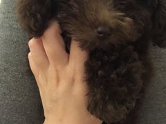-爱宠屋pet shop·宠物洗澡·宠物美容