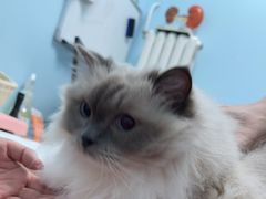 -纳吉亚猫专科动物医院博雅分院