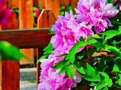 -莲花池公园
