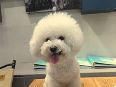 -伟伟宠物医院·CT影像中心·瑞派犬猫综合性门诊(汉口总院)