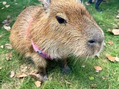 -J Create城市露营咖啡·简餐·宠物(上海动物园店)