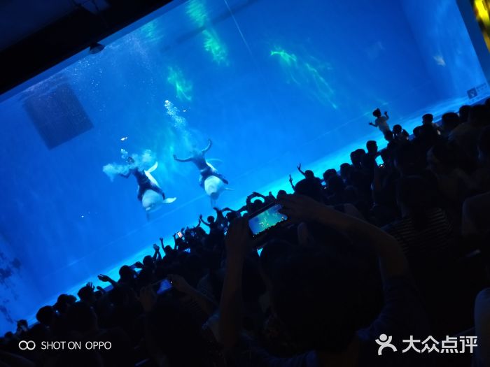 芜湖新华联大白鲸海洋公园图片