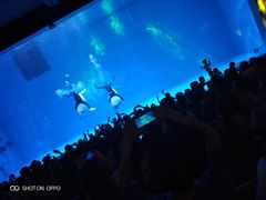 -芜湖新华联大白鲸海洋公园