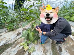 -菊园百果园