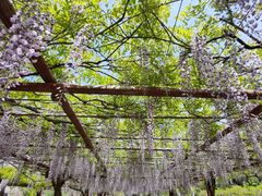 -嘉定紫藤园