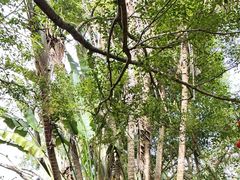 -海南热带野生动植物园