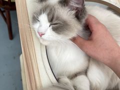 -猫友咖啡店(玉林西路店)