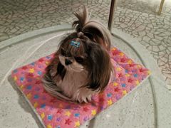 -momokira米努特·德文卷毛猫·棉花面纱犬