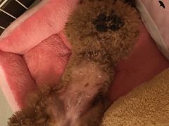 -爱侣宠医·鹦鹉专科·小型哺乳类·异宠专科(灵石路店)