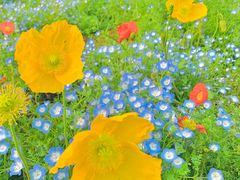 -上海共青森林公园