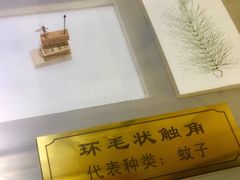 -上海昆虫博物馆