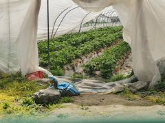 -喜杨洋草莓采摘园