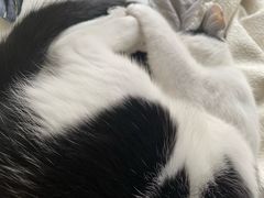 -四月宠物医院·猫专科·心脏专科·内科(转塘店)