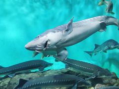 -太平洋海底世界