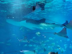 -烟台海昌鲸鲨海洋公园