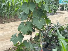 -上膳源有机农场