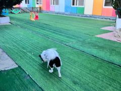 -汪说喵讲宠物乐园宠物酒店(红星美凯龙店)