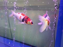-哈尔滨道外花鸟鱼市场