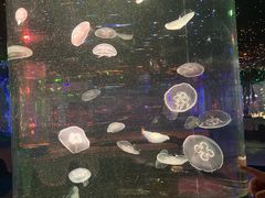 -太奥幻太奇海洋馆