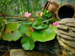 -国家植物园南园