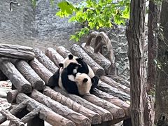 -都江堰中华大熊猫苑