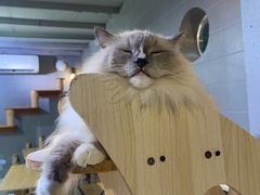 -豆逗聊愈猫阁Easy Life