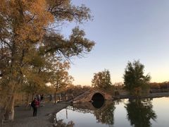 -金塔沙漠胡杨林景区