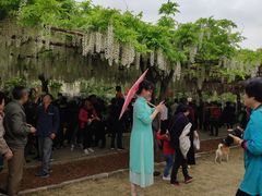 -嘉定紫藤园