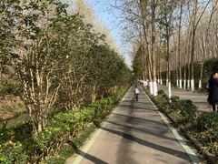 -合肥滨湖国家森林公园