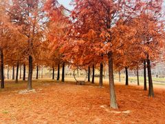 -黄海国家森林公园