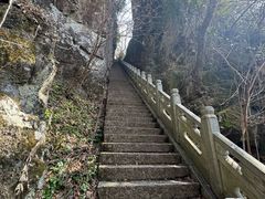 -天目山大树王景区